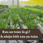 Rau an toàn là gì? Cách nhận biết rau an toàn