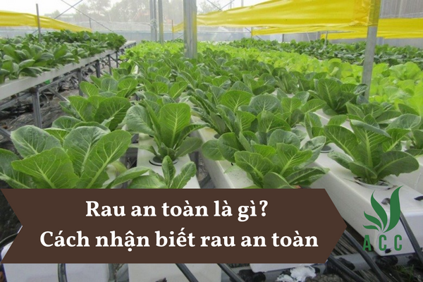 Rau an toàn là gì? Cách nhận biết rau an toàn